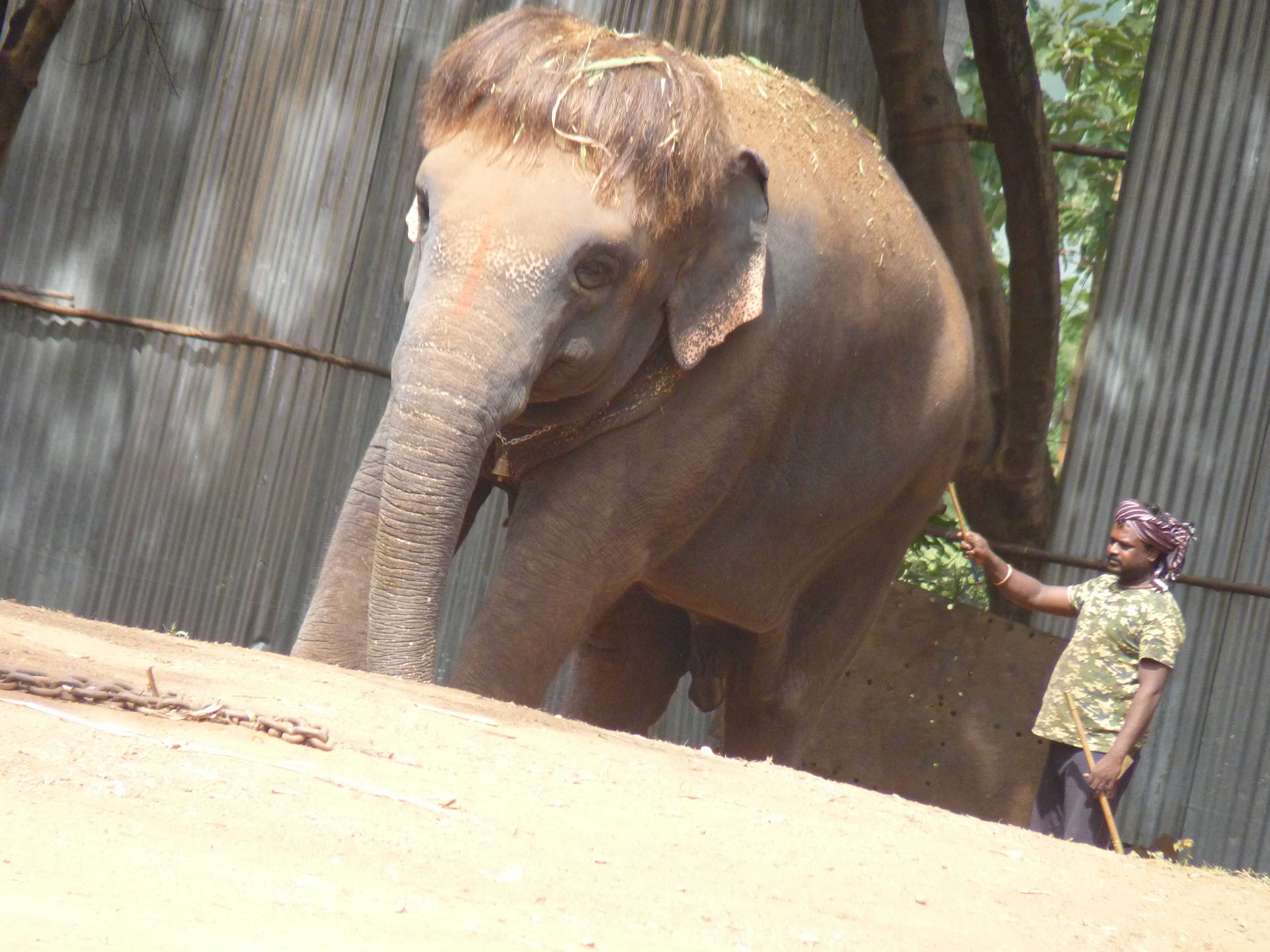 Tamil Nadu elephants get some rest and relaxation