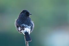 Pied Bush Chat