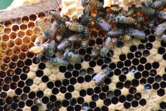 Bees-scaled