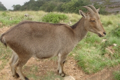 Varaiaadu