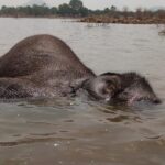 Second elephant dies in three days at Sirumugai