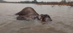 Second elephant dies in three days at Sirumugai